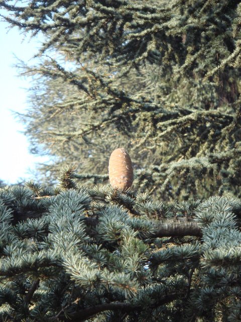 Cedrus brevifolia cone